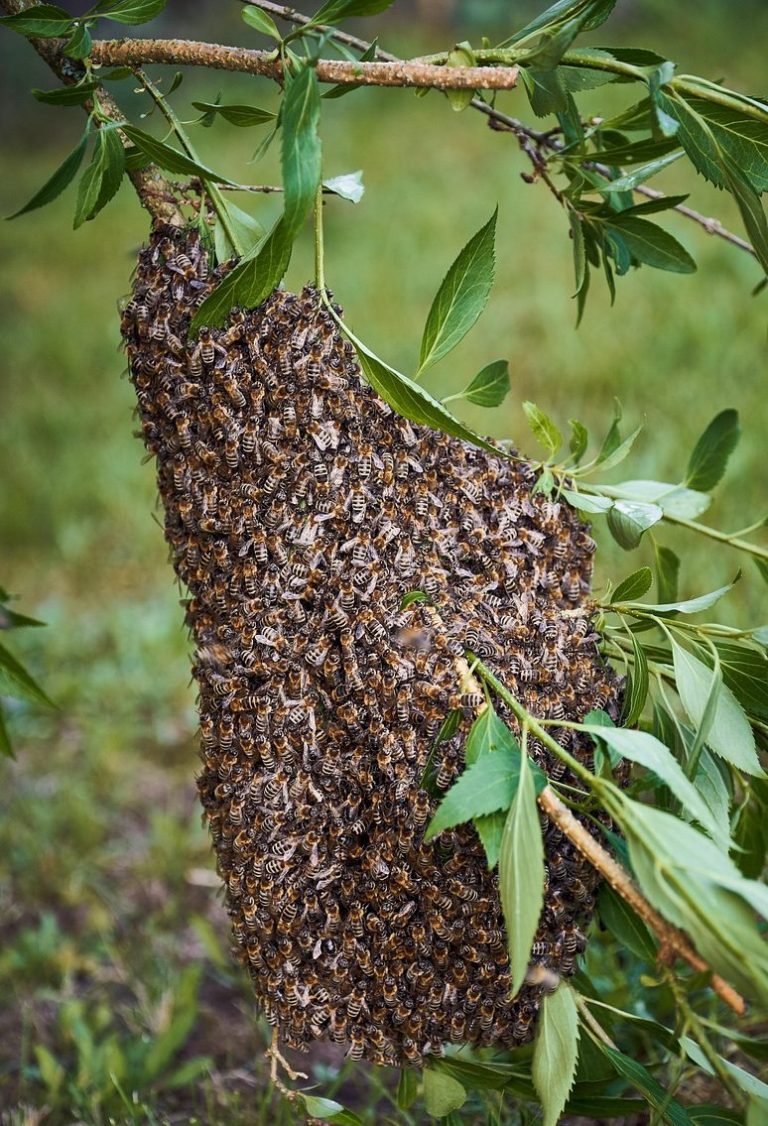 Bienenschwarm