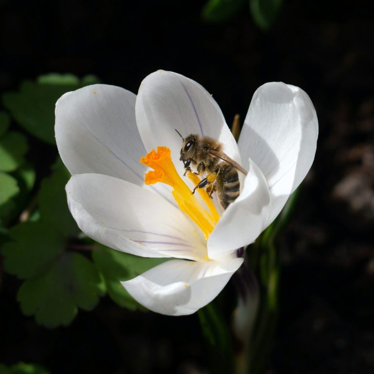 Eine Biene sitzt auf einer gelben Blume und sammelt Nektar.